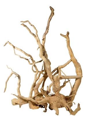 Terrarium Root Bleached