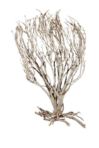 Savannah Bush ca. 70 cm