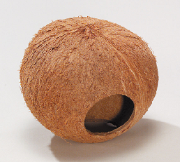 Coconut #1