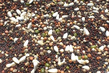 Gold-mix kiemzaad fijn 800gr.