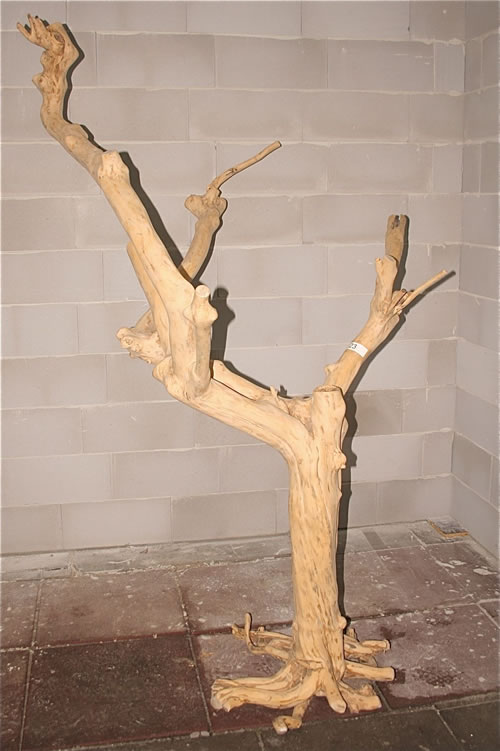 Java Tree Nr. 23  ca. 200 cm.