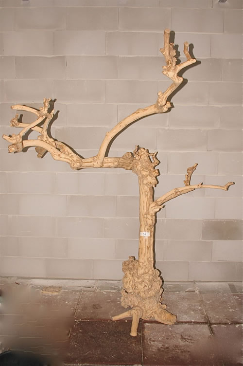 Java Tree Nr. 54  ca. 200 cm.