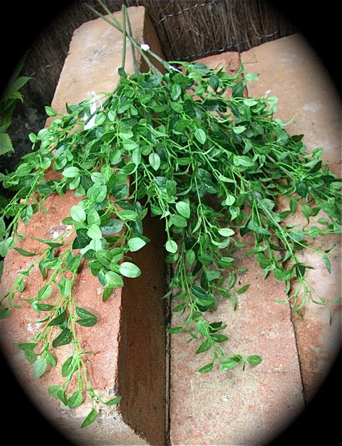 Ficus miniblad  incl. steel ca. 65 cm. PER 5 ST. !