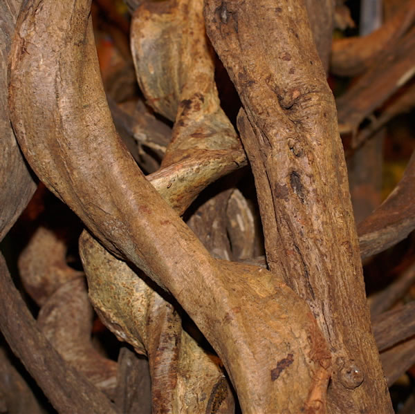 Liaan Borneo ca. 100 cm.