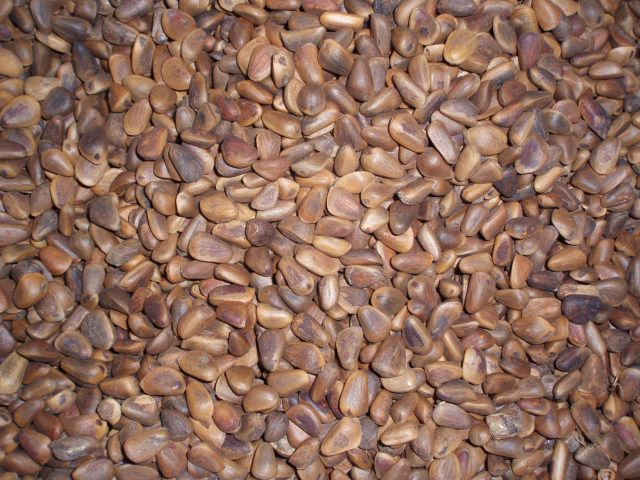 Cedernootjes medium - 150 gram