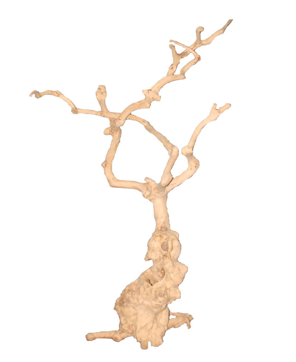 Java Tree Nr. 152  ca. 170 cm.