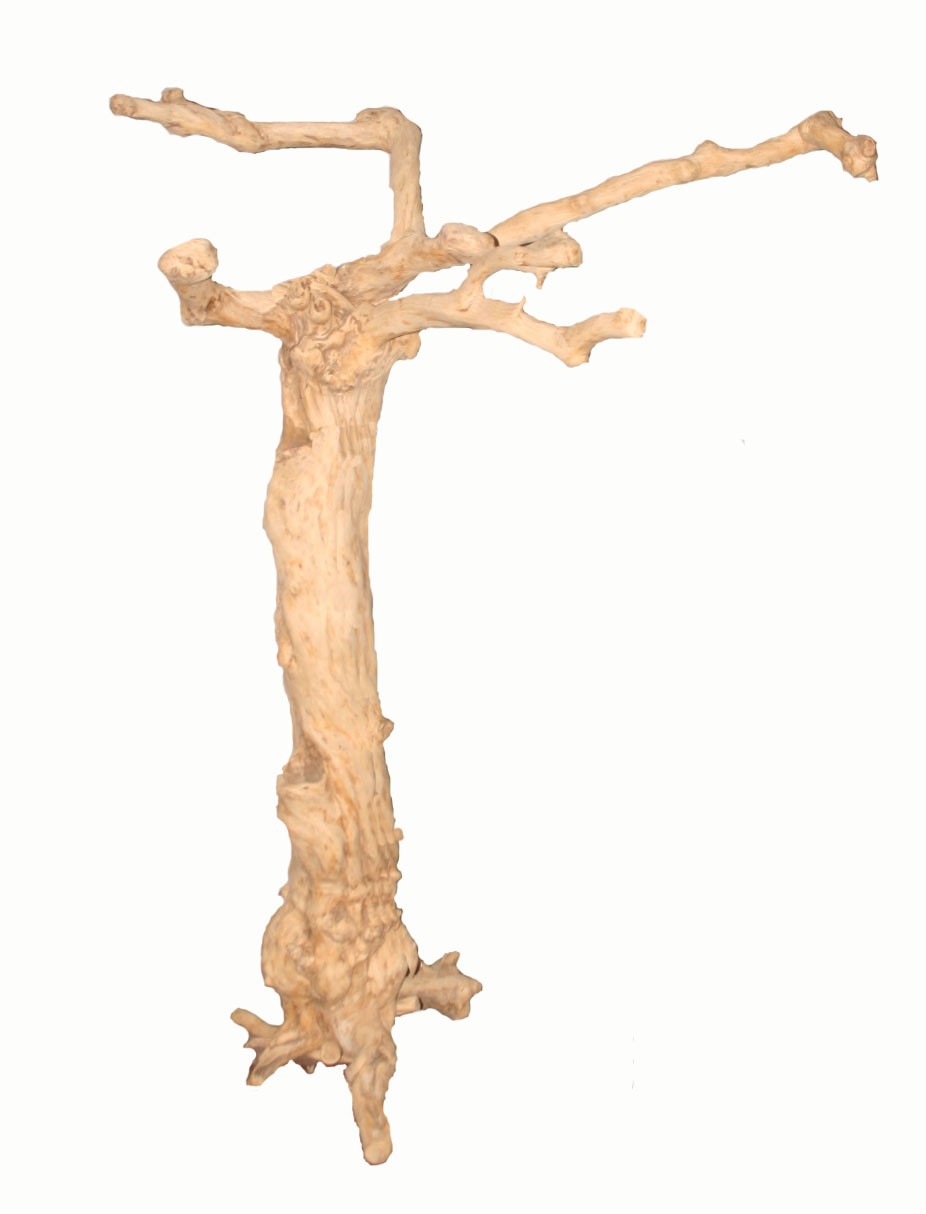 Java Tree Nr. 33  ca. 170 cm.
