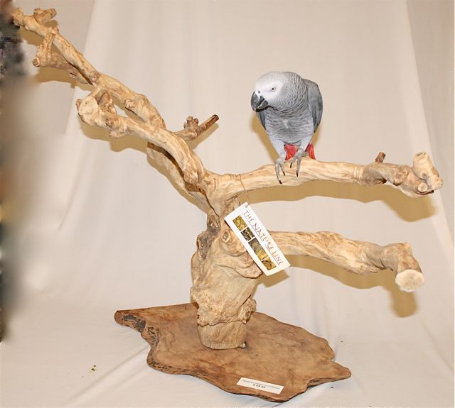 Java Tree Speelplaats 69