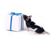 SMALL SURPRISE voor uw knaagdier bij € 25,- 