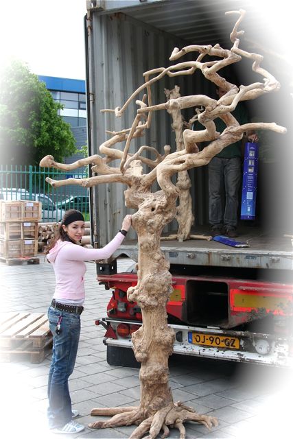 Java Tree Mega ca. 350 cm.