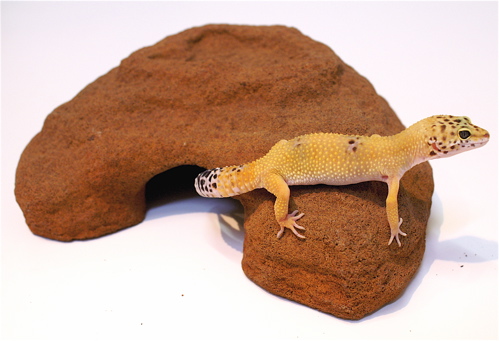 Reptile Cave Small
