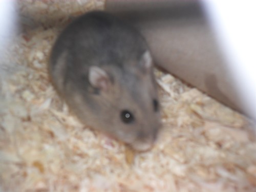 Bekijk het huisdier van olly