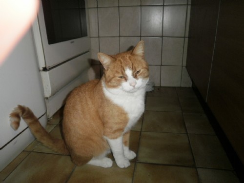 Bekijk het huisdier van slomy