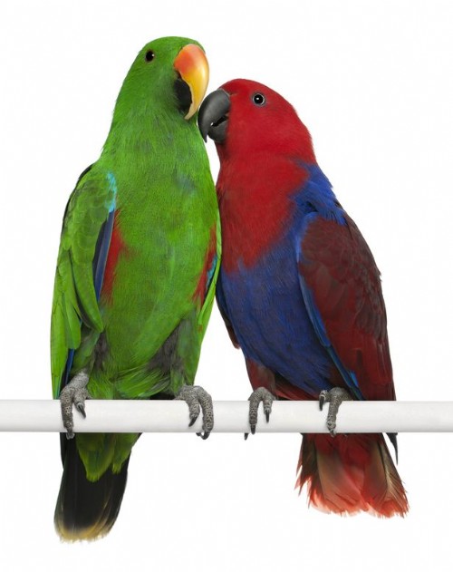Papegaaien informatie AVONTURIA De grootste dierenwinkel van Nederland