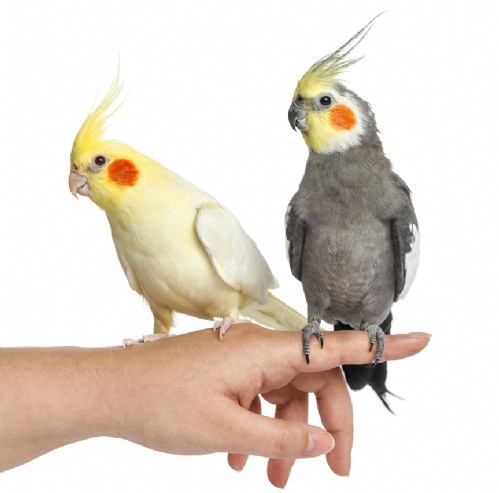 Valkparkiet Voliere Info Nl