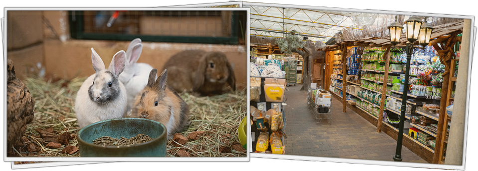 Knaagdierenwereld AVONTURIA De grootste dierenwinkel van Speelgoed voor knaagdieren & konijnen | DRD Knaagdierwinkel